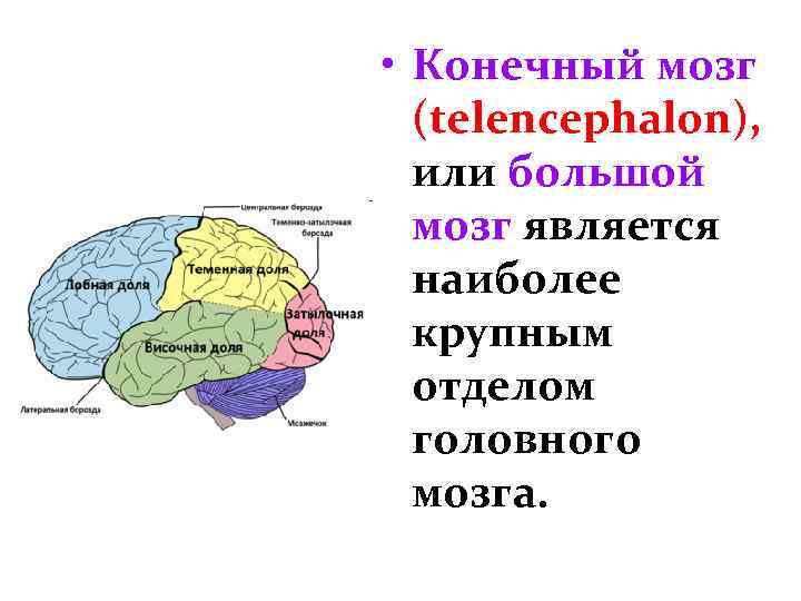  • Конечный мозг (telencephalon), или большой мозг является наиболее крупным отделом головного мозга.