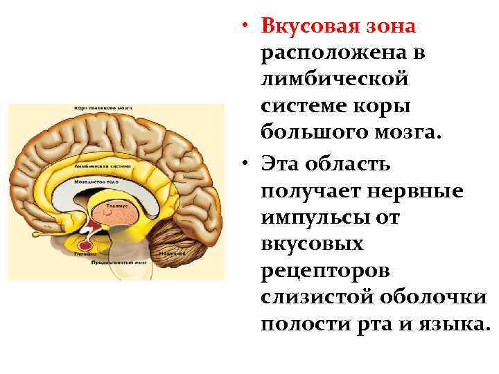  • Вкусовая зона расположена в лимбической системе коры большого мозга. • Эта область