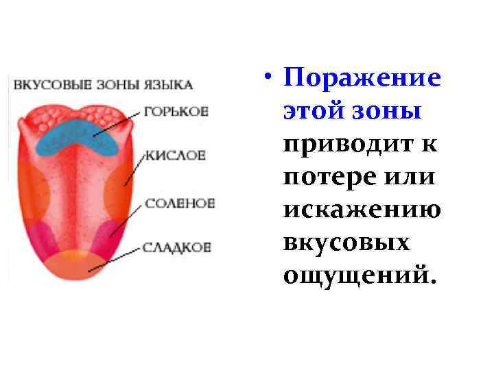  • Поражение этой зоны приводит к потере или искажению вкусовых ощущений. 