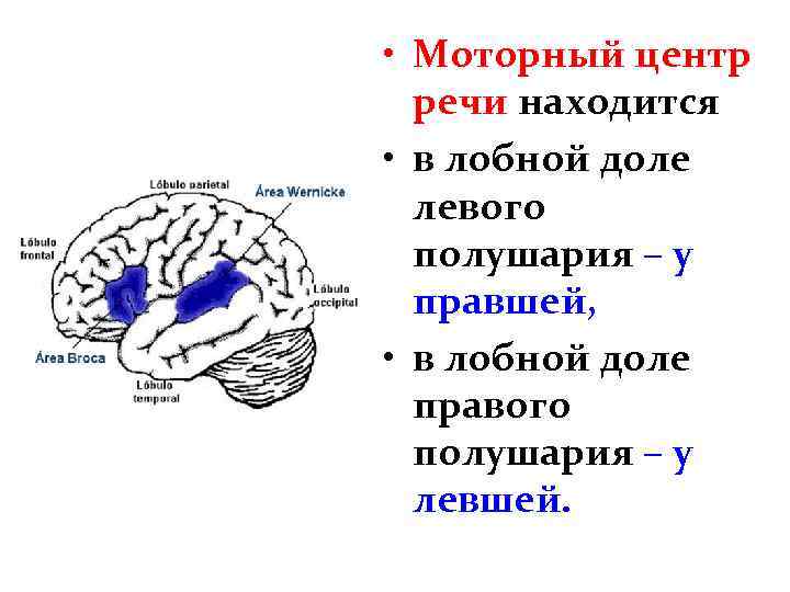  • Моторный центр речи находится • в лобной доле левого полушария – у