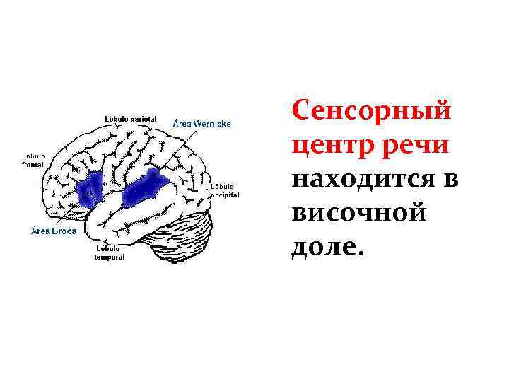 Сенсорный центр речи находится в височной доле. 