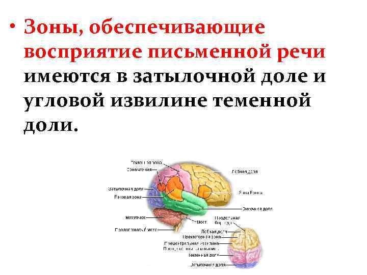  • Зоны, обеспечивающие восприятие письменной речи имеются в затылочной доле и угловой извилине