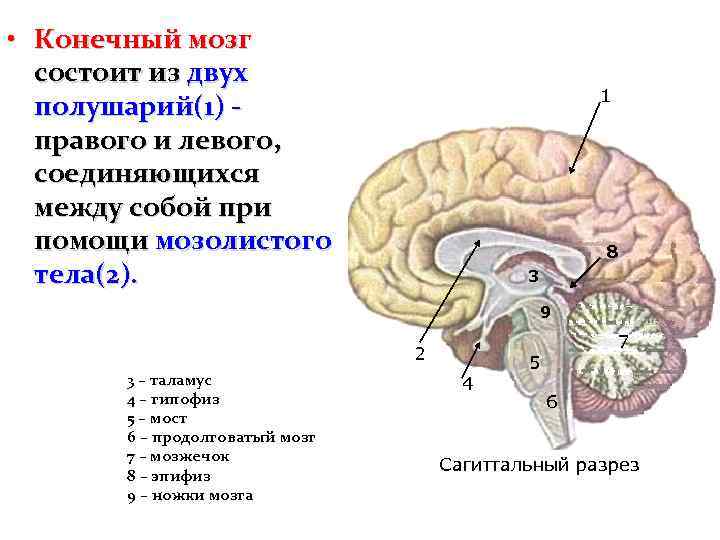  • Конечный мозг состоит из двух полушарий(1) правого и левого, соединяющихся между собой