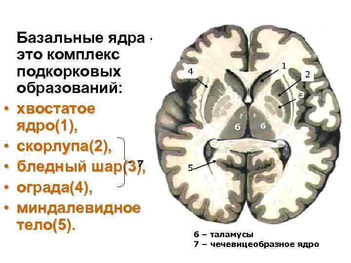  • • • Базальные ядра это комплекс подкорковых образований: хвостатое ядро(1), скорлупа(2), 7