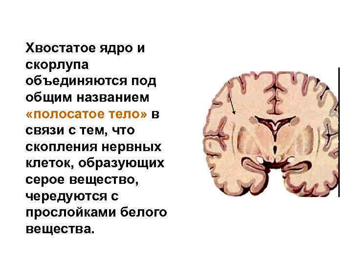 Хвостатое ядро и скорлупа объединяются под общим названием «полосатое тело» в связи с тем,