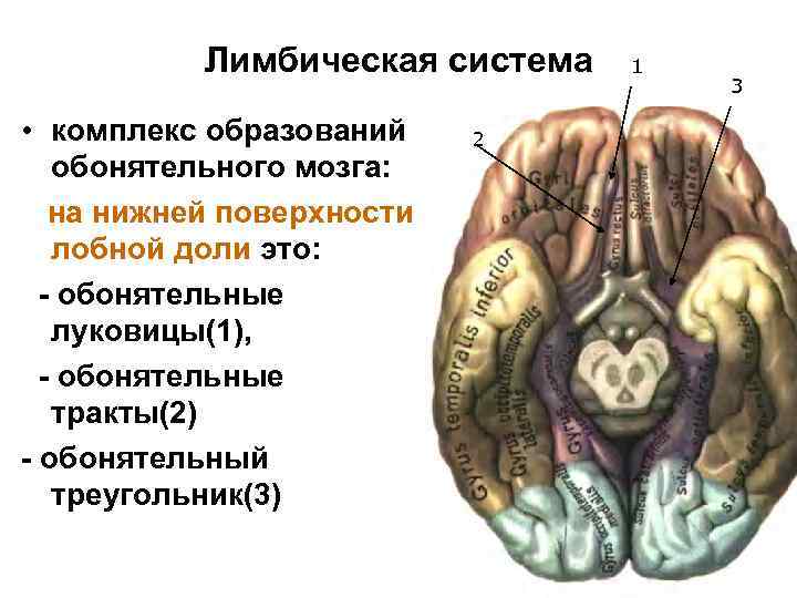 Лимбическая система • комплекс образований обонятельного мозга: на нижней поверхности лобной доли это: -