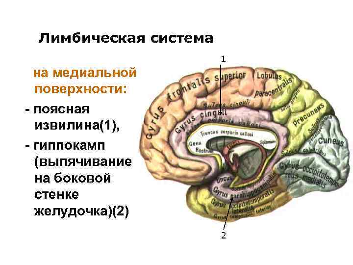 Лимбическая система 1 на медиальной поверхности: - поясная извилина(1), - гиппокамп (выпячивание на боковой