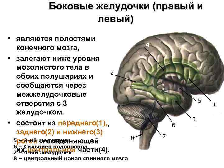 Боковые желудочки (правый и левый) • являются полостями конечного мозга, • залегают ниже уровня