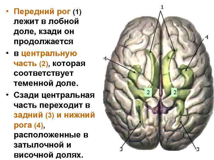  • Передний рог (1) лежит в лобной доле, кзади он продолжается • в