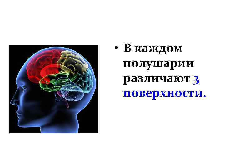  • В каждом полушарии различают 3 поверхности. 