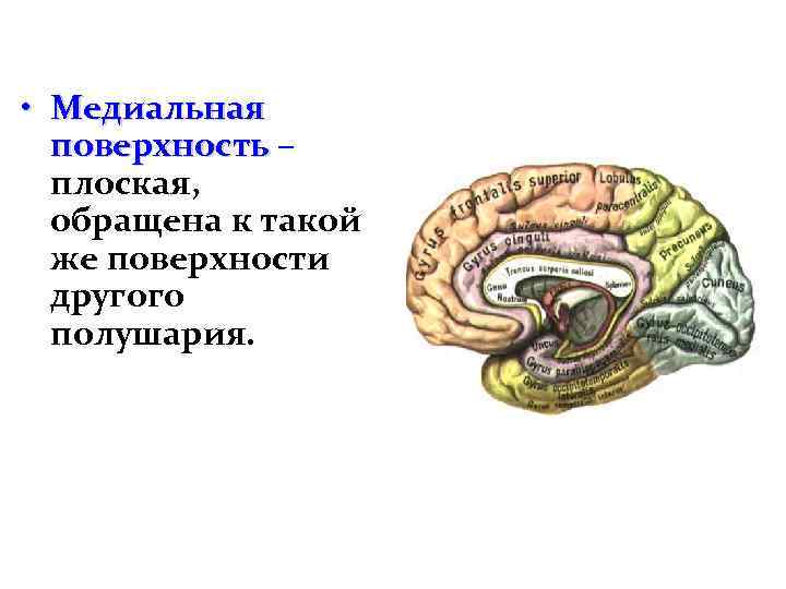  • Медиальная поверхность – плоская, обращена к такой же поверхности другого полушария. 