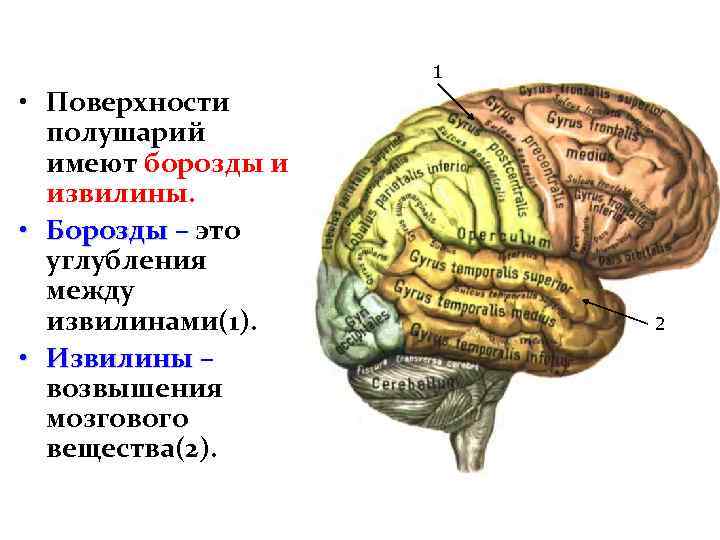 1 • Поверхности полушарий имеют борозды и извилины. • Борозды – это углубления между