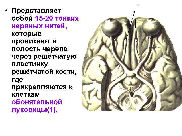  • Представляет собой 15 -20 тонких нервных нитей, которые проникают в полость черепа