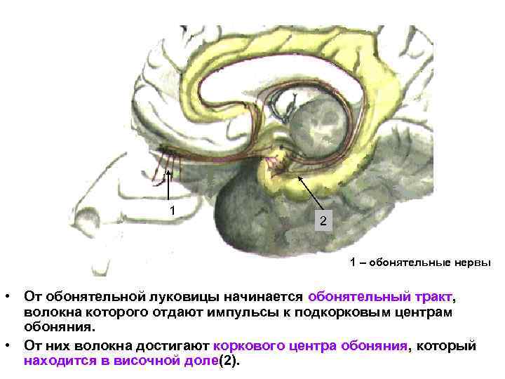 1 2 1 – обонятельные нервы • От обонятельной луковицы начинается обонятельный тракт, волокна