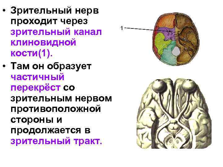  • Зрительный нерв проходит через зрительный канал клиновидной кости(1). • Там он образует