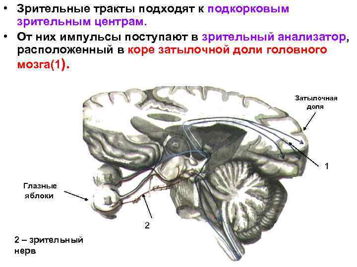  • Зрительные тракты подходят к подкорковым зрительным центрам. • От них импульсы поступают