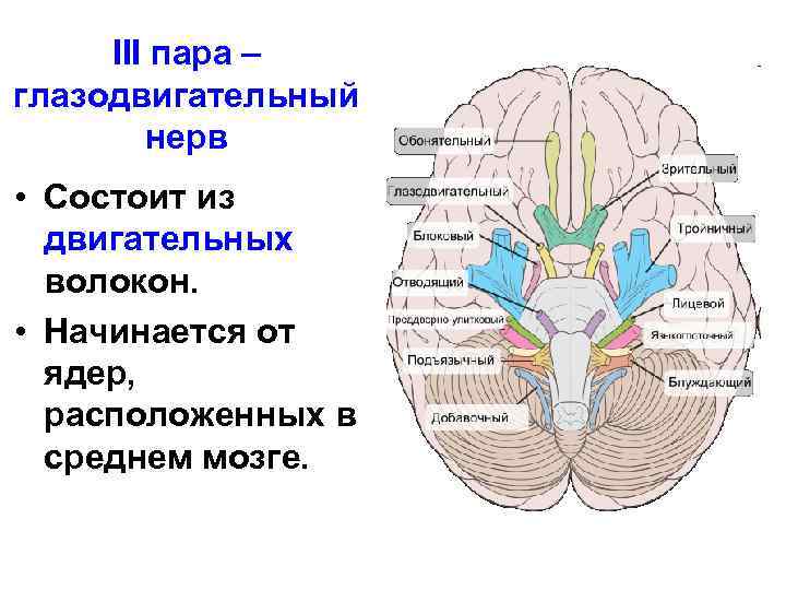 III пара – глазодвигательный нерв • Состоит из двигательных волокон. • Начинается от ядер,