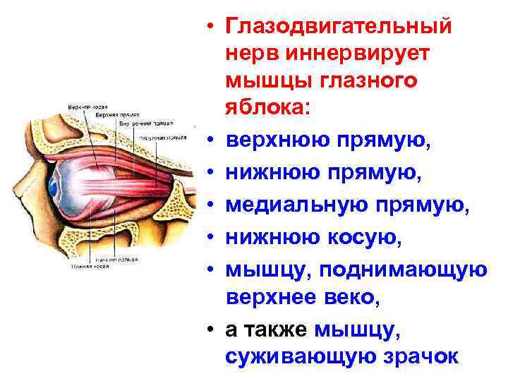  • Глазодвигательный нерв иннервирует мышцы глазного яблока: • верхнюю прямую, • нижнюю прямую,