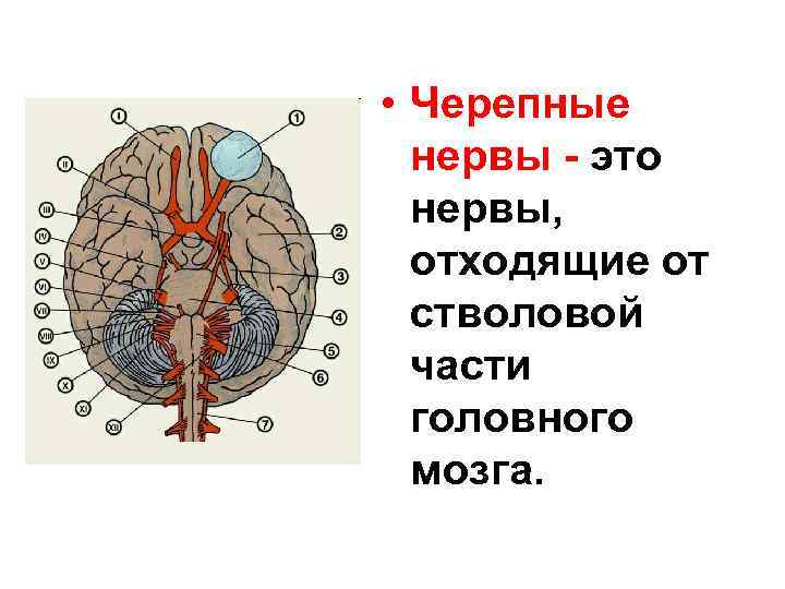  • Черепные нервы - это нервы, отходящие от стволовой части головного мозга. 