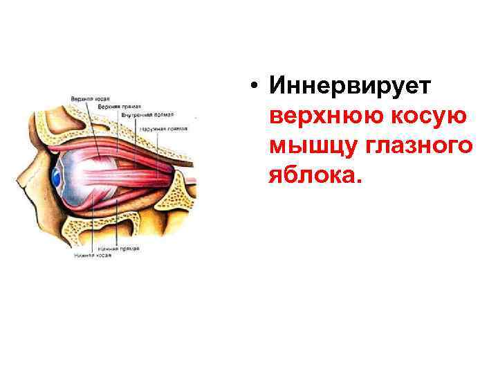  • Иннервирует верхнюю косую мышцу глазного яблока. 