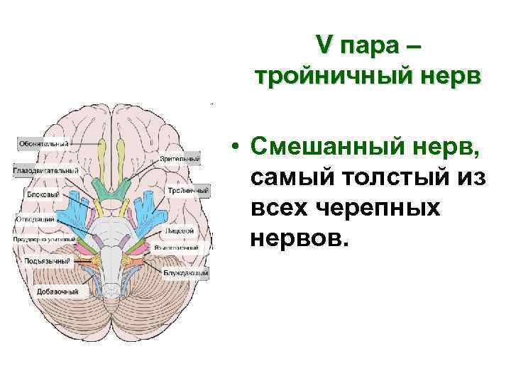 V пара – тройничный нерв • Cмешанный нерв, самый толстый из всех черепных нервов.