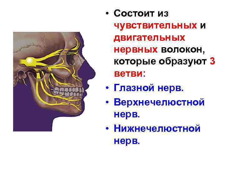  • Состоит из чувствительных и двигательных нервных волокон, которые образуют 3 ветви: •