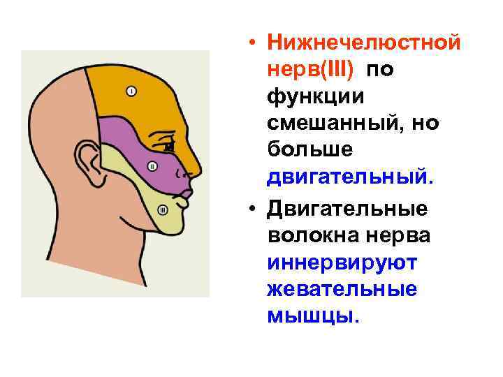  • Нижнечелюстной нерв(III) по функции смешанный, но больше двигательный. • Двигательные волокна нерва