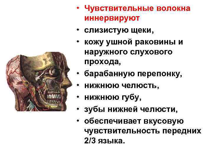  • Чувствительные волокна иннервируют • слизистую щеки, • кожу ушной раковины и наружного