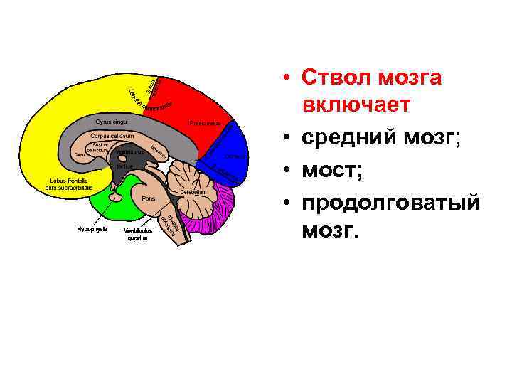  • Ствол мозга включает • средний мозг; • мост; • продолговатый мозг. 