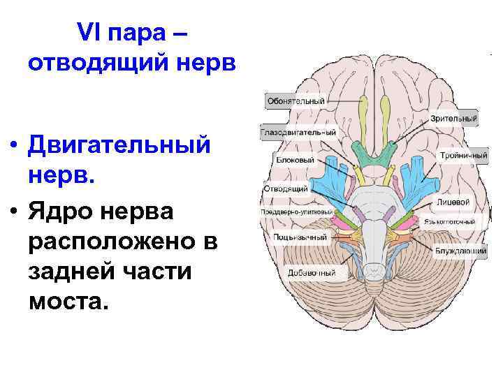 VI пара – отводящий нерв • Двигательный нерв. • Ядро нерва расположено в задней