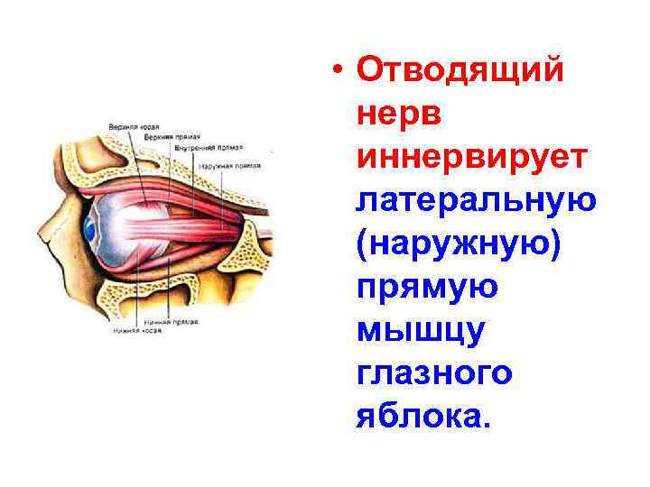  • Отводящий нерв иннервирует латеральную (наружную) прямую мышцу глазного яблока. 