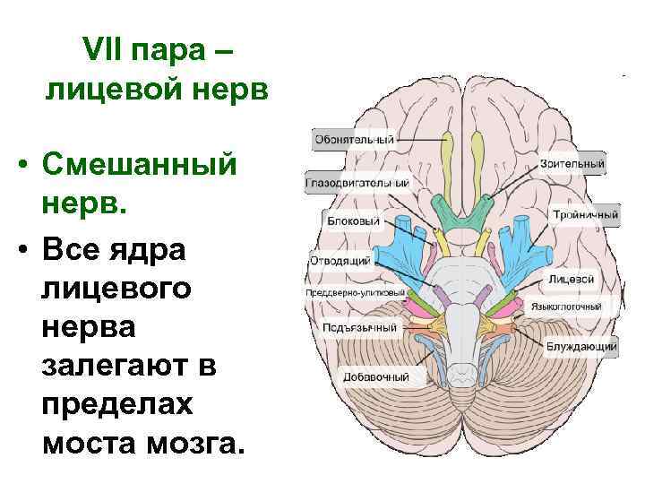 Лицевой нерв фото