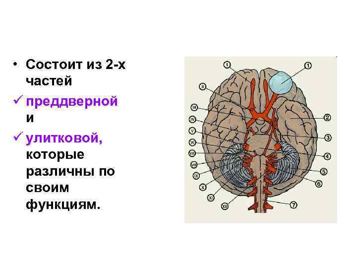  • Состоит из 2 -х частей ü преддверной и ü улитковой, которые различны