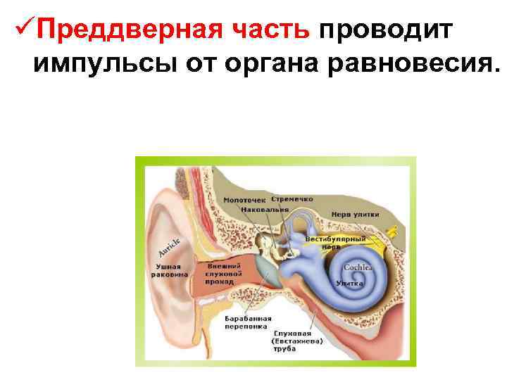 üПреддверная часть проводит импульсы от органа равновесия. 