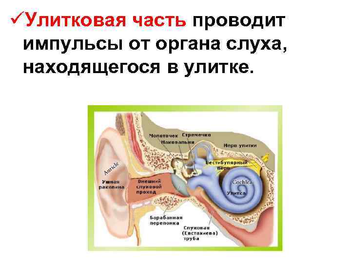 üУлитковая часть проводит импульсы от органа слуха, находящегося в улитке. 