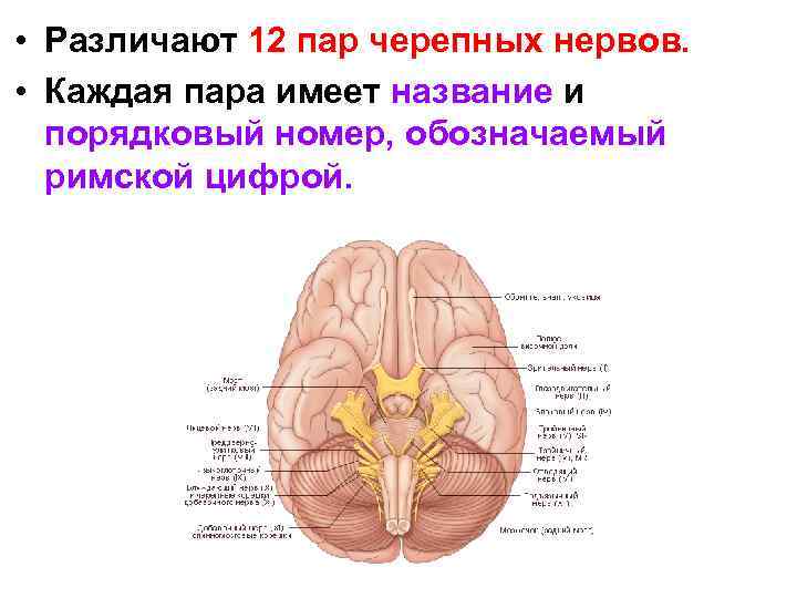  • Различают 12 пар черепных нервов. • Каждая пара имеет название и порядковый