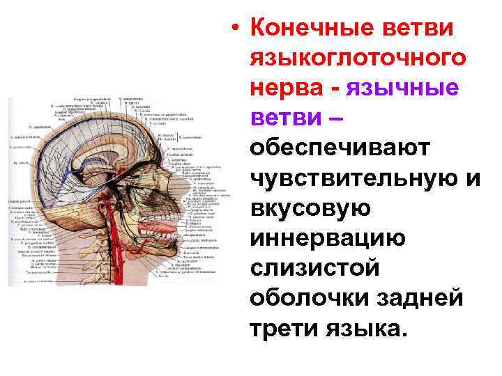  • Конечные ветви языкоглоточного нерва - язычные ветви – обеспечивают чувствительную и вкусовую