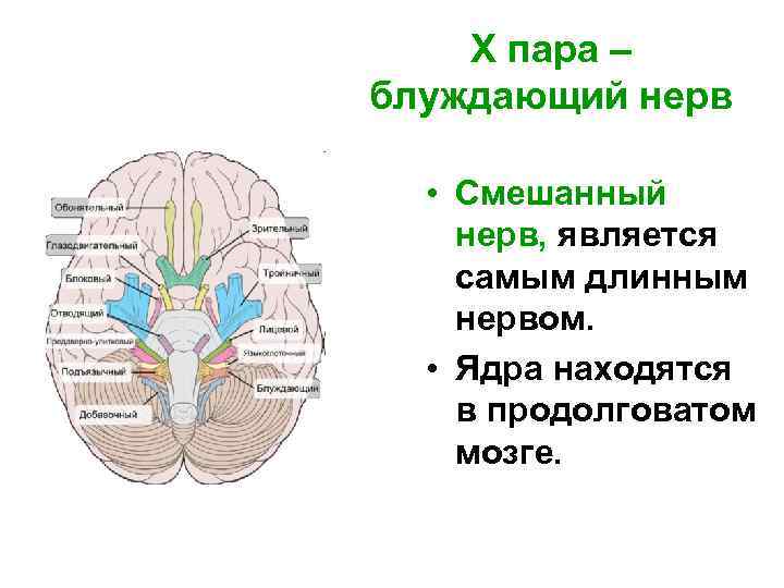 X пара – блуждающий нерв • Cмешанный нерв, является самым длинным нервом. • Ядра