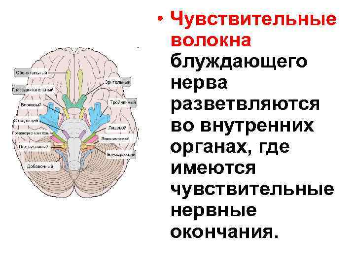  • Чувствительные волокна блуждающего нерва разветвляются во внутренних органах, где имеются чувствительные нервные