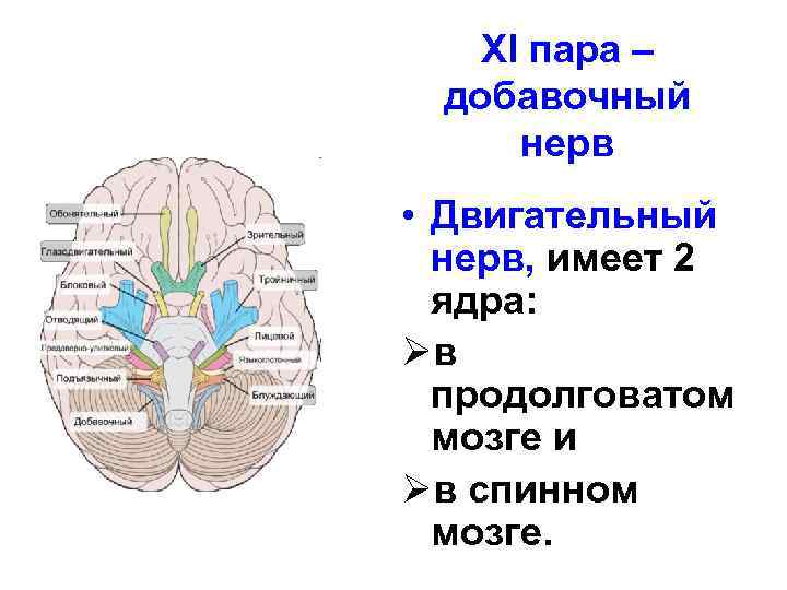 XI пара – добавочный нерв • Двигательный нерв, имеет 2 ядра: Øв продолговатом мозге