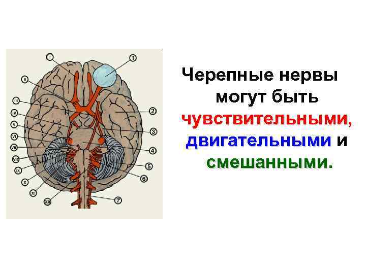 Черепно мозговые нервы неврология презентация