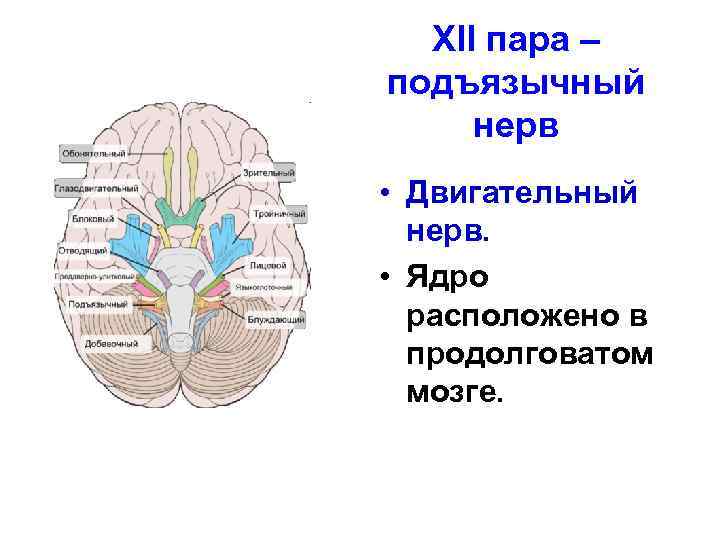 XII пара – подъязычный нерв • Двигательный нерв. • Ядро расположено в продолговатом мозге.