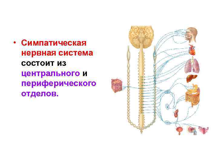 Симпатическая нервная система анатомия презентация