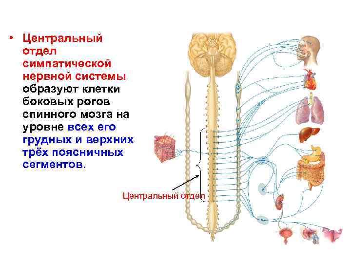 Схема строения центральной нервной системы