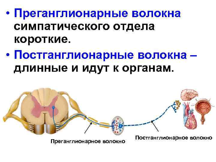 Аксонопатия моторных волокон