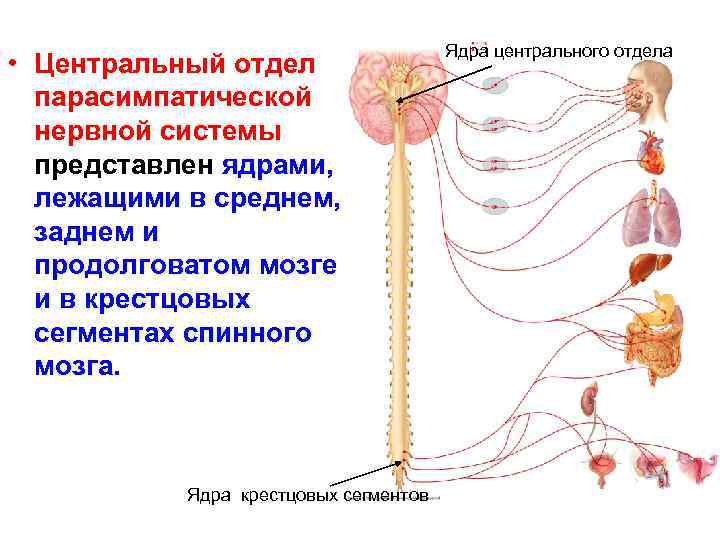 Какой отдел вегетативной нервной системы контролирует изменение зрачка глаза на рисунке 2