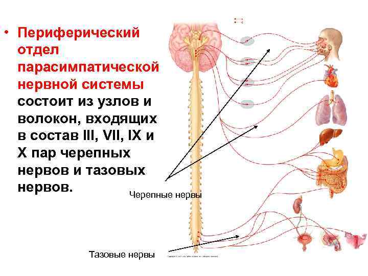Какой отдел вегетативной нервной системы контролирует изменение зрачка глаза на рисунке 3