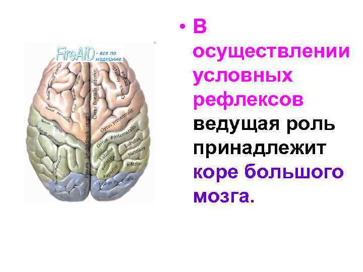  • В осуществлении условных рефлексов ведущая роль принадлежит коре большого мозга. 