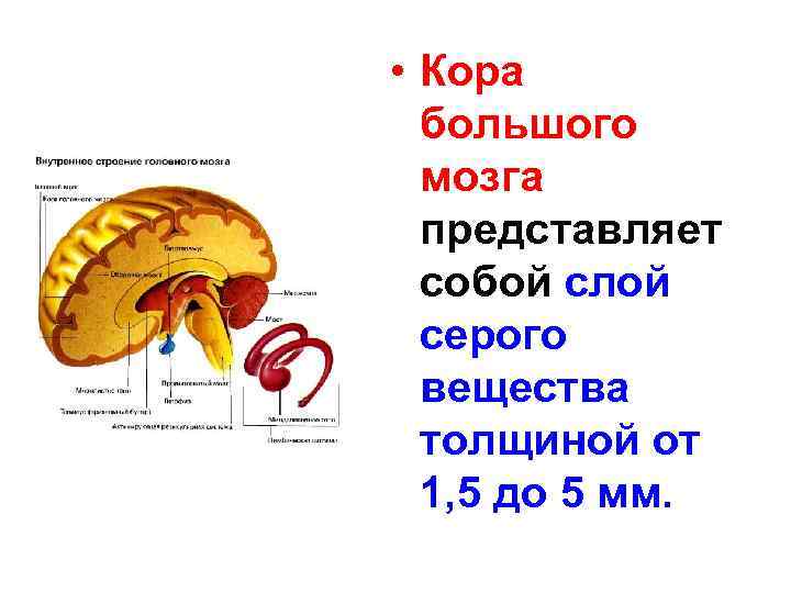  • Кора большого мозга представляет собой слой серого вещества толщиной от 1, 5