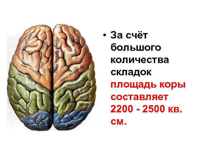  • За счёт большого количества складок площадь коры составляет 2200 - 2500 кв.
